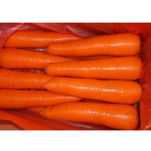 2014 Nueva zanahoria fresca del cultivo (grado de M)